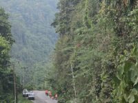 Jaga kehandalan pasokan listrik Petugas PLN lakukan pemangkasana ranting pohon (Foto,Dok PLN ULP Kolonodale)